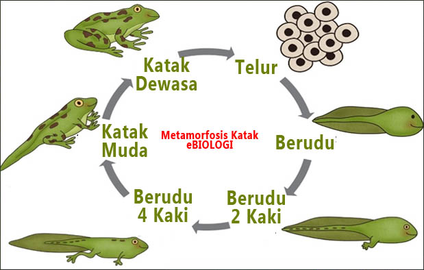 proses metamorfosis katak
