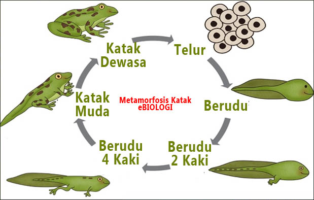 15++ Sebutkan contoh hewan yang mengalami metamorfosis sempurna dan tidak sempurna new