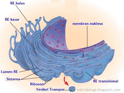 retikulum endoplasma