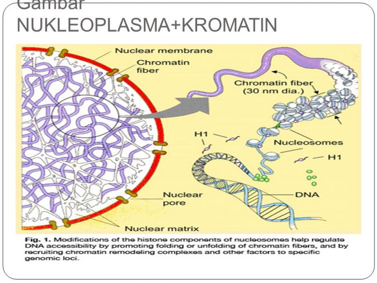 sel nukleoplasma