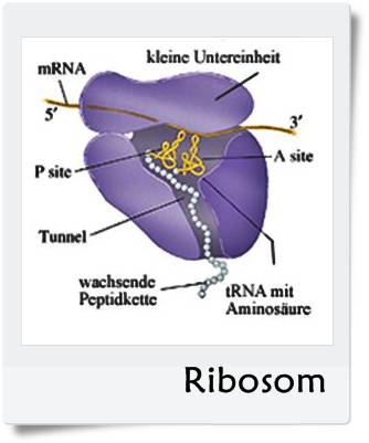 sel ribosom