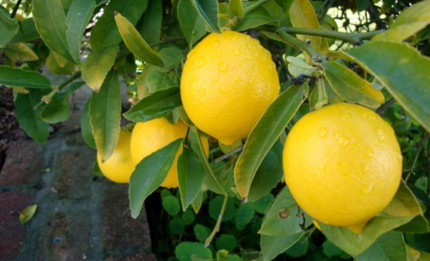 wallpaper buah lemon