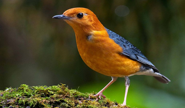 24++ Burung kecil warna orange terupdate