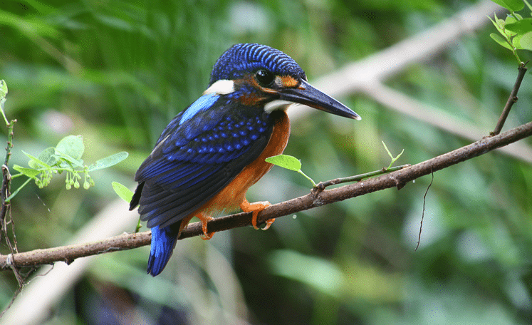 Terkeren 10+ Gambar Burung Warna Hijau - Gani Gambar