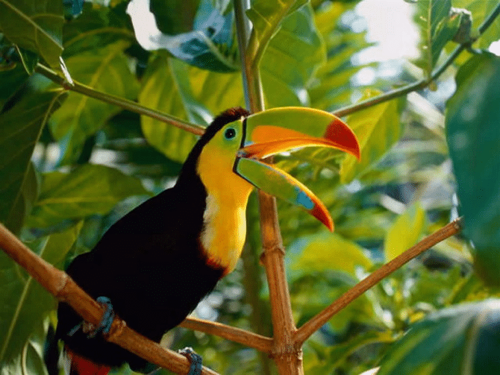burung toucan