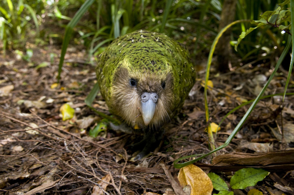 burung kakapo