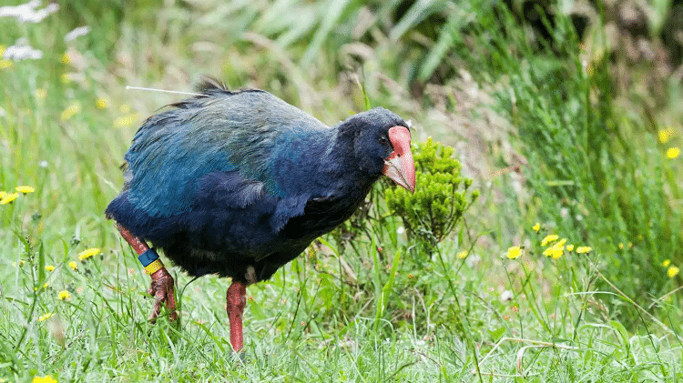burung takahe