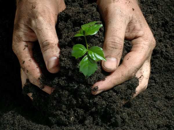 cara merawat tanah