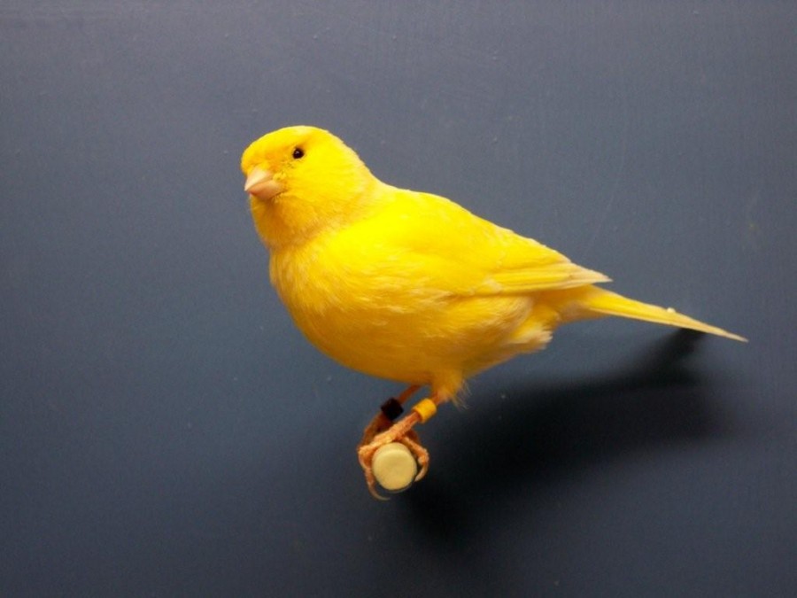color bred canary