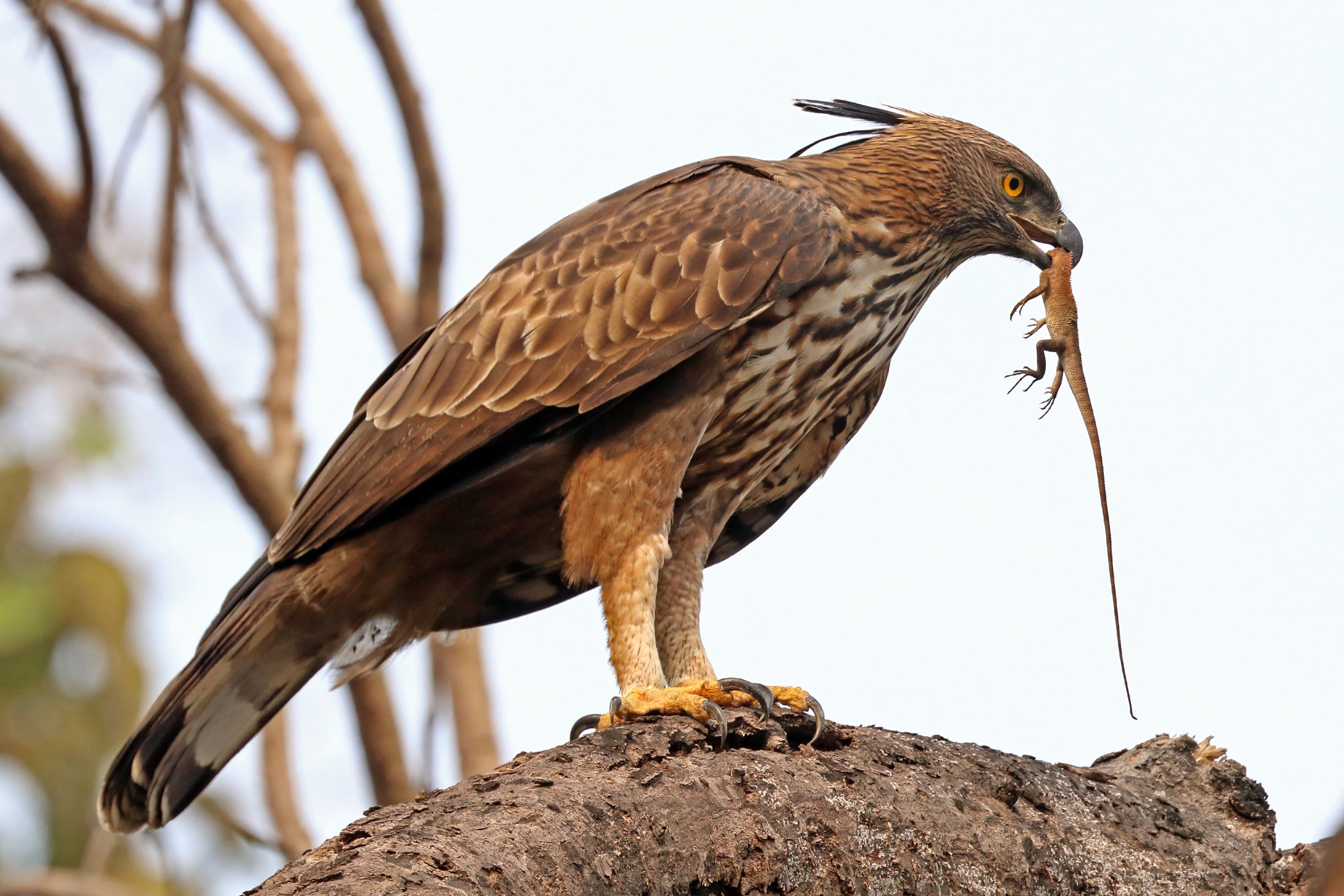 elang brontok (spizaetus cirrhatus atau changeable hawk eagle)