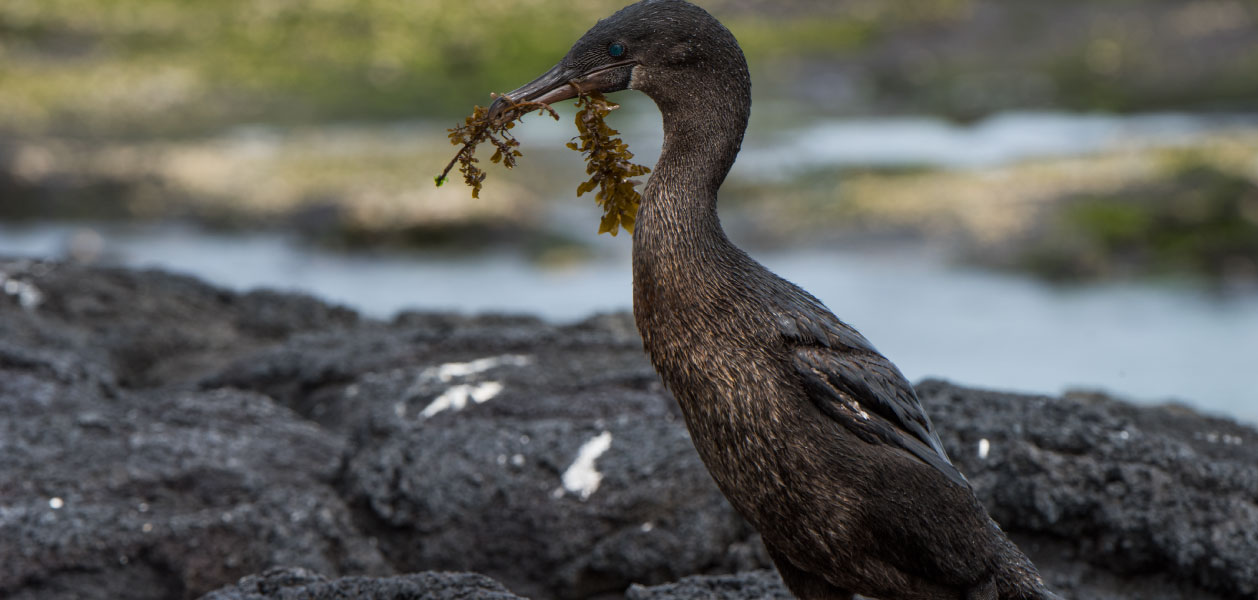 galapagos cormorant