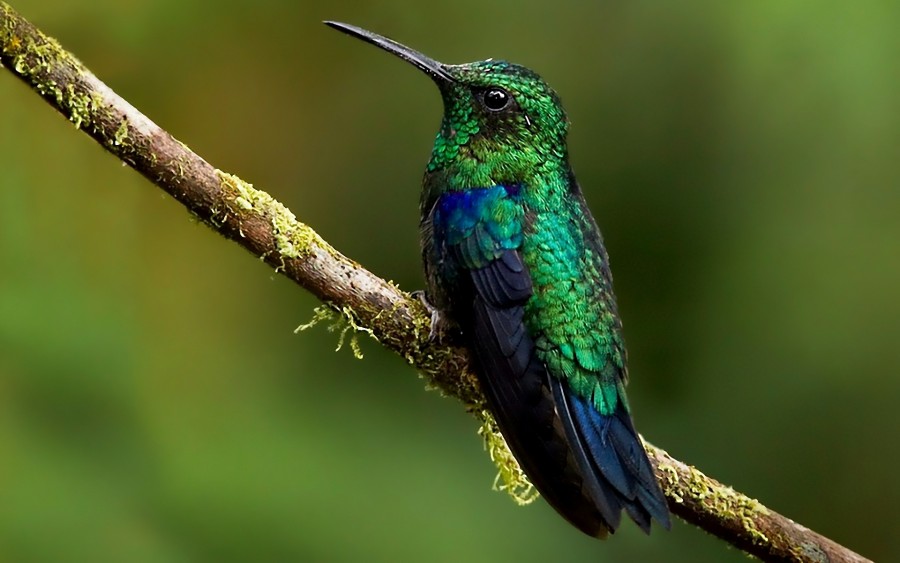 kolibri bakau
