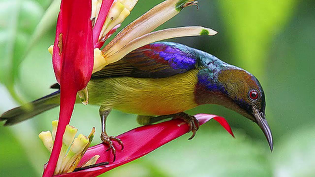 kolibri kelapa
