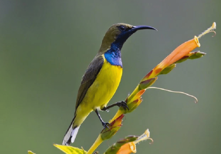 kolibri sriganti