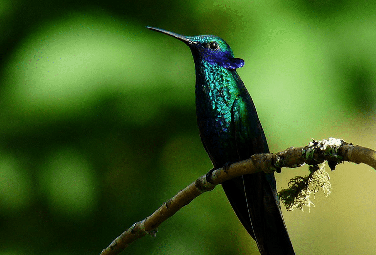 kolibri wulung