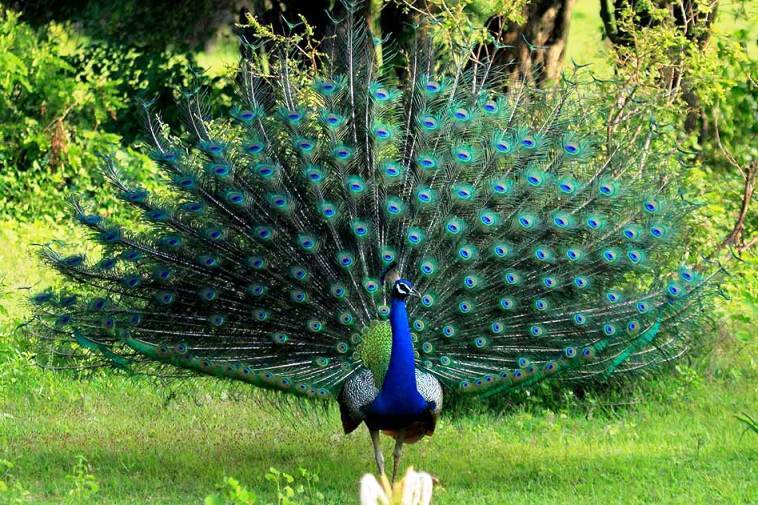 Gambar Ragam Hias Fauna Burung Merak Berwarna - Gambar Burung