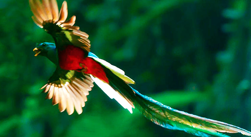 resplendent quetzal, guatemala