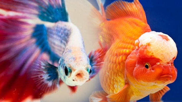 31 Jenis Ikan Hias Air Tawar Paling Digemari dan Cara 