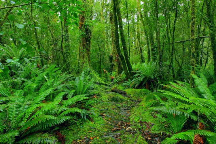 ekosistem hutan dari hujan tropis
