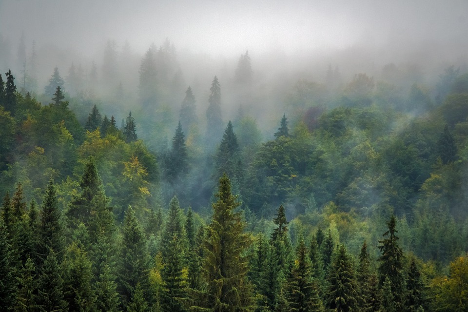 ekosistem hutan dengan daun jarum