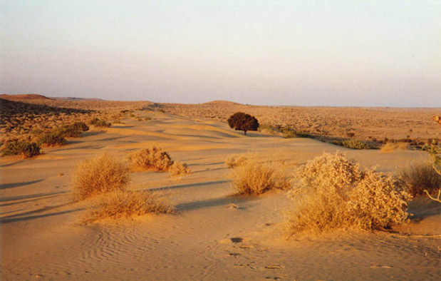 ekosistem padang pasir