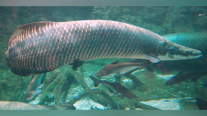 ikan hias air tawar terbesar – ikan araipama