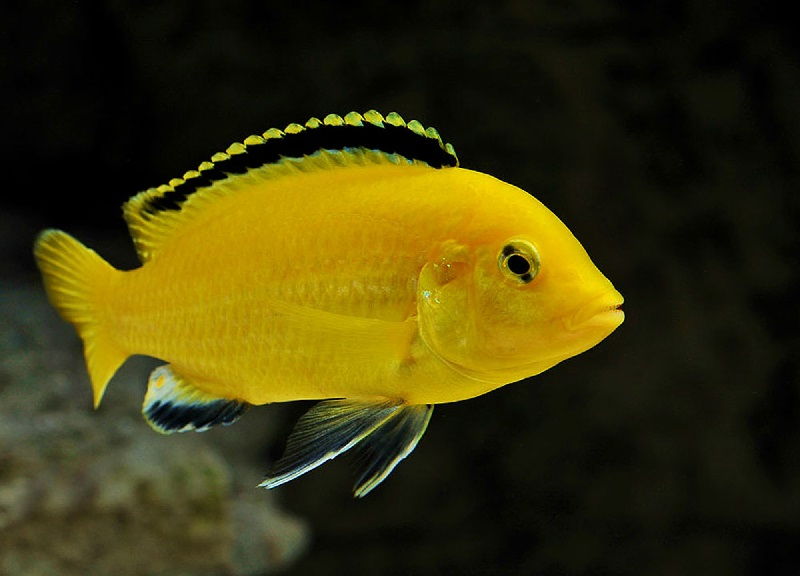 ikan hias paling agresif – ikan lemon