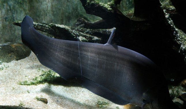 ikan hias predator eksotis – ikan belida