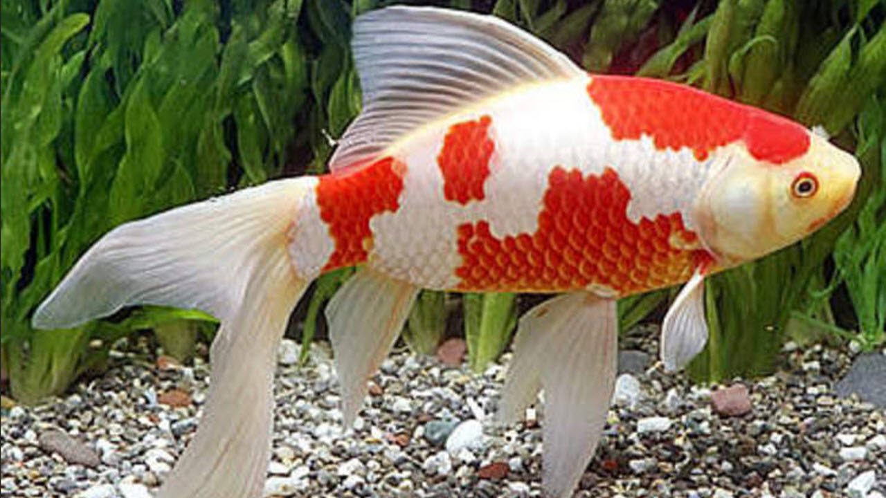 31 Jenis Ikan Hias Air Tawar Paling Digemari Dan Cara Perawatannya