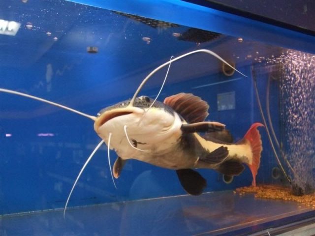 ikan lele cantik – catfish