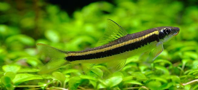 31 Jenis Ikan Hias Air Tawar Paling Digemari dan Cara ...