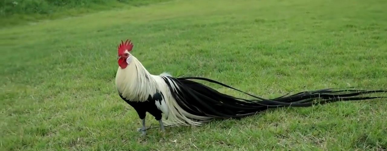 880 Koleksi Gambar Binatang Peliharaan Ayam Terbaik