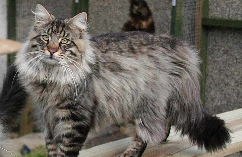 jenis kucing hutan norwegia