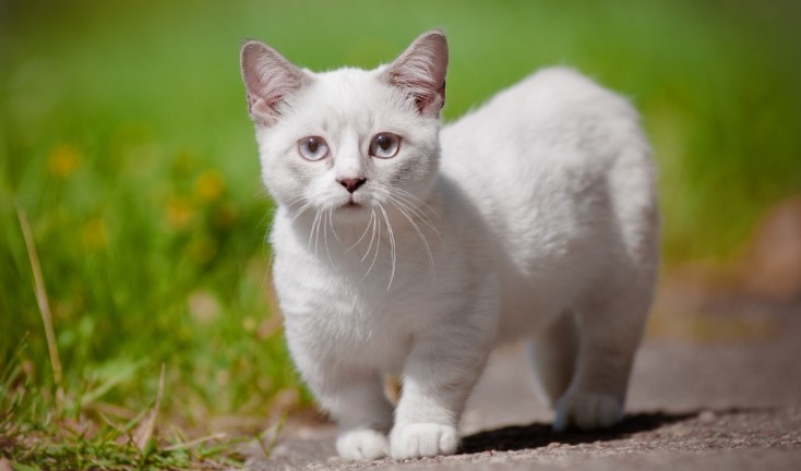 30 Jenis Kucing Dari Seluruh Dunia | Lucu, Comel dan Mengemaskan