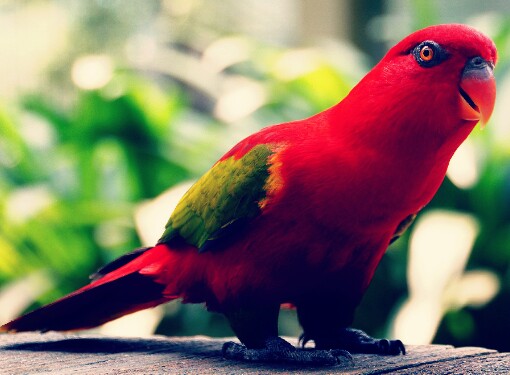 lovebird merah