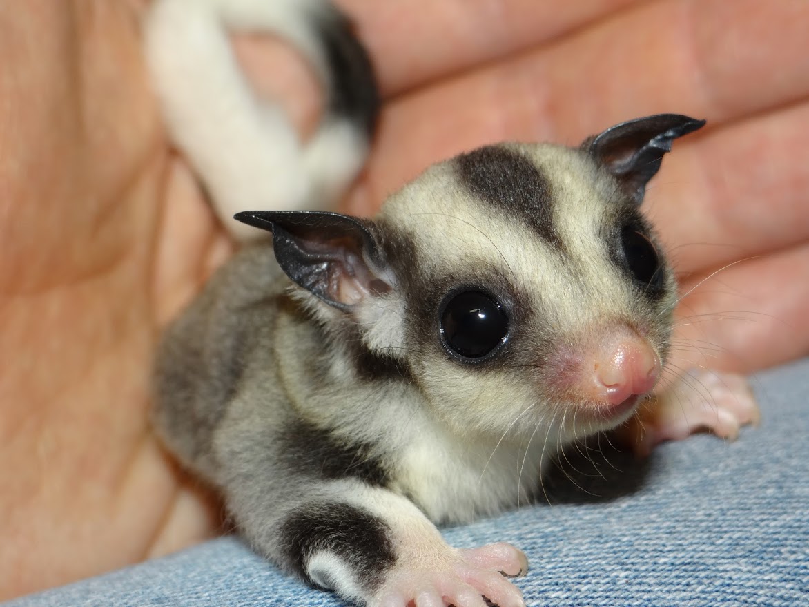 sugar glider