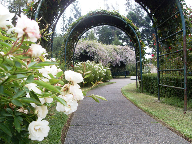 Taman Bunga Mawar