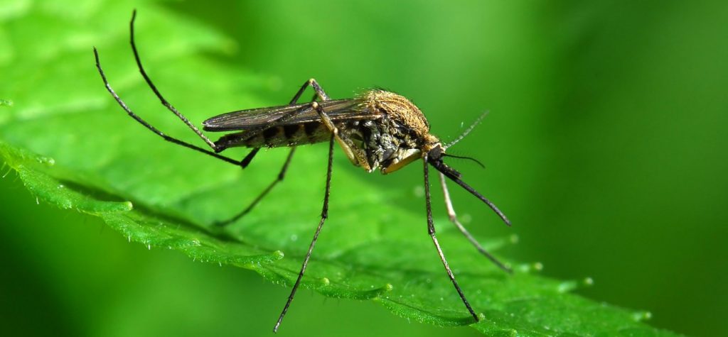 Fase Fase Daur Hidup Nyamuk  Penyakit dan Cara  Penanggulangan