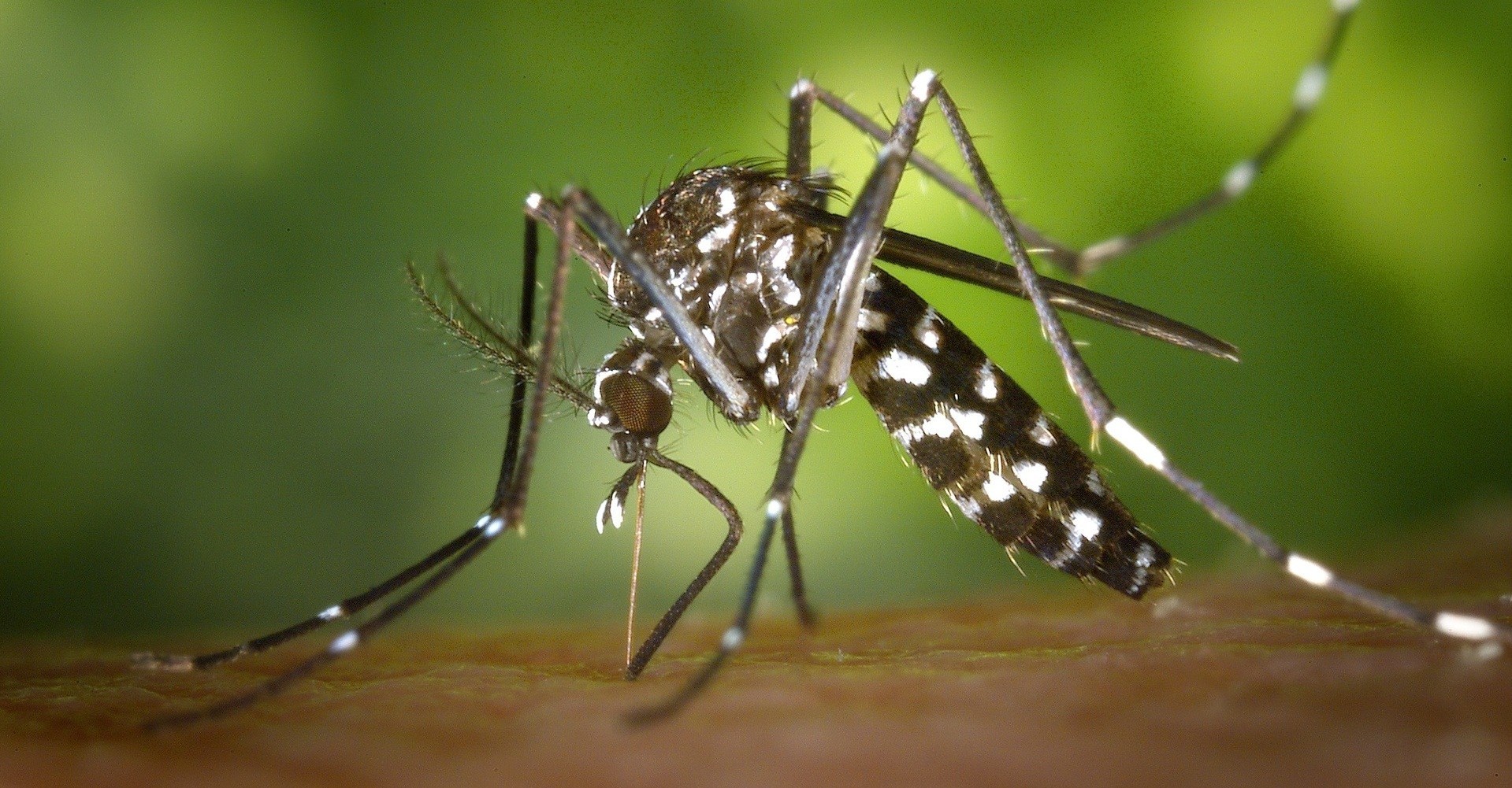 cara nyamuk berkembang biak