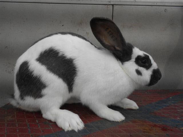 Checkered Giant Rabbit