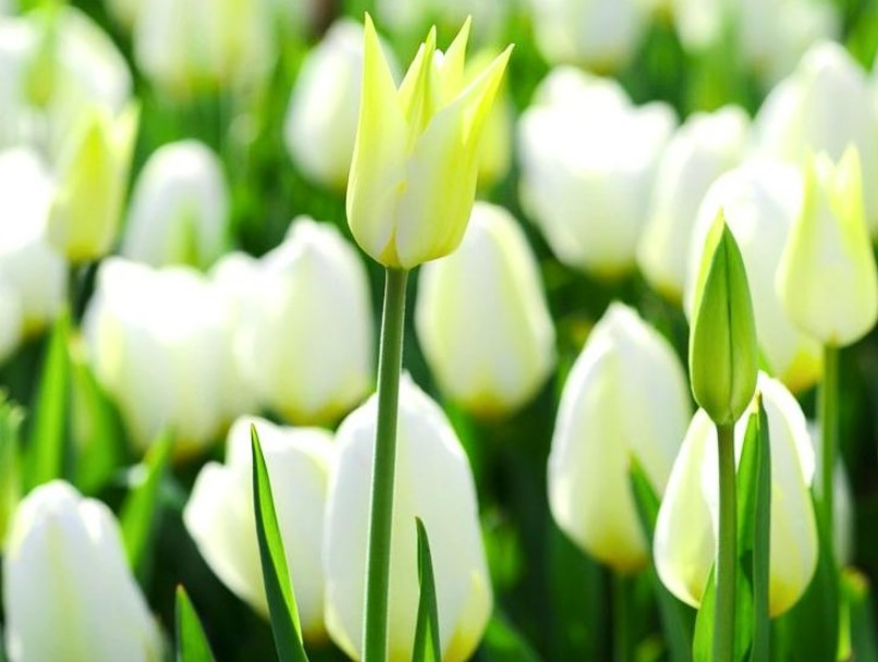 gambar bunga tulip putih