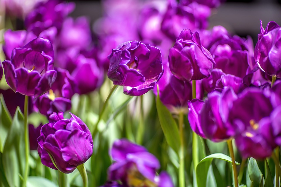 gambar bunga tulip ungu