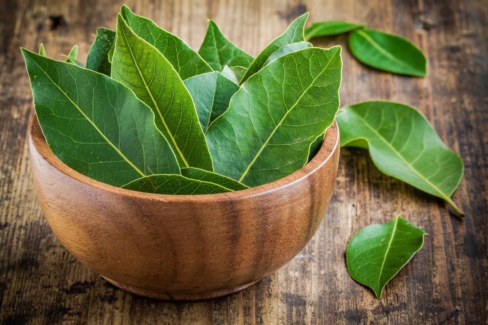 Daun salam merupakan salah satu bumbu asal Indonesia yang banyak digunakan sebagai penamba 14 Manfaat Daun Salam Bagi Kesehatan Tubuh dan Kecantikan Kulit