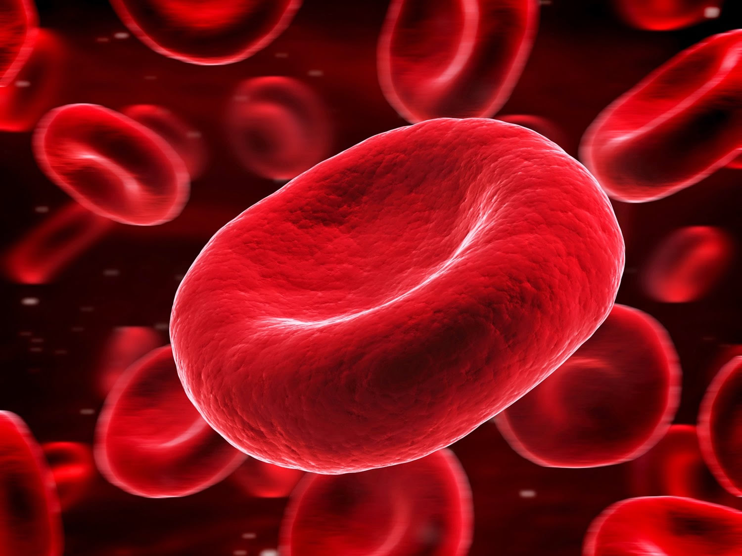 membentuk sel darah merah