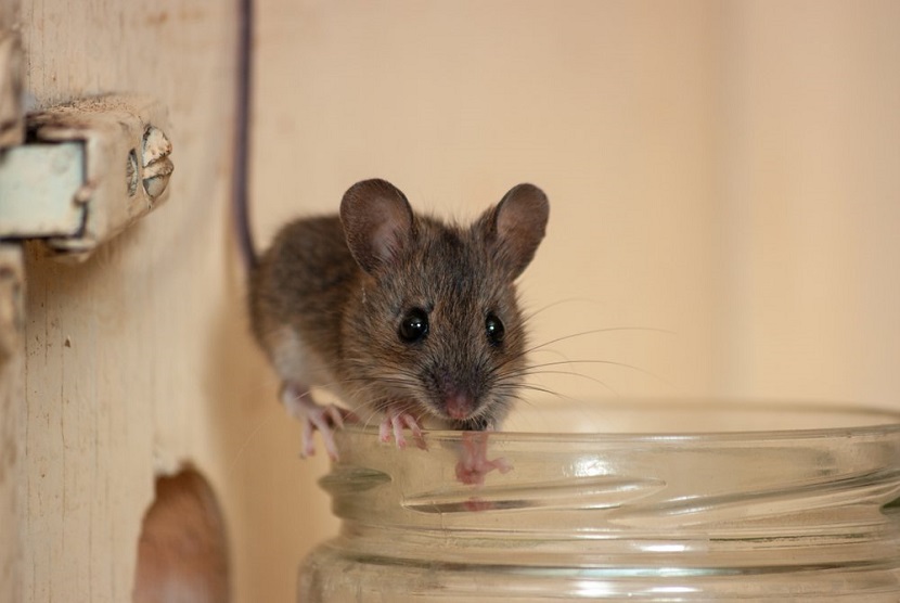mencegah peredaran tikus di rumah