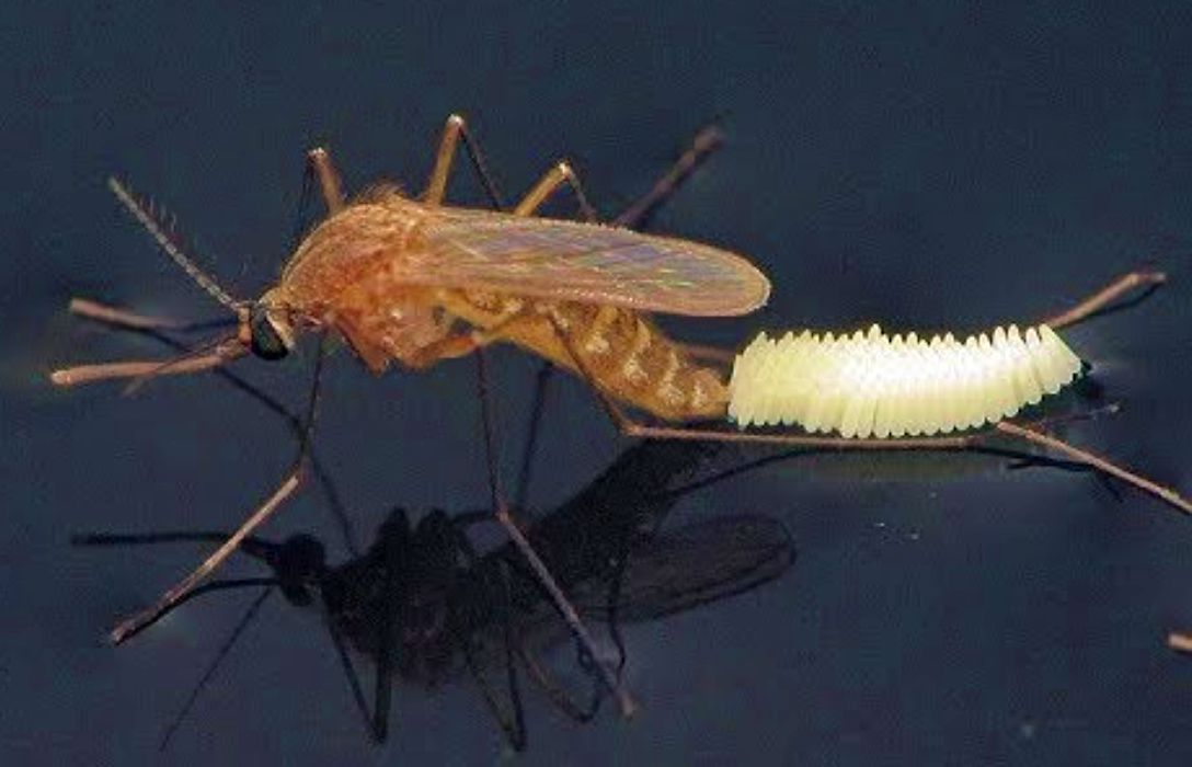 Tuliskan urutan daur hidup nyamuk