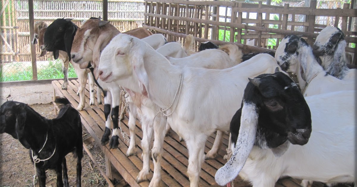 ternak kambing menjadi komoditas industri kuliner