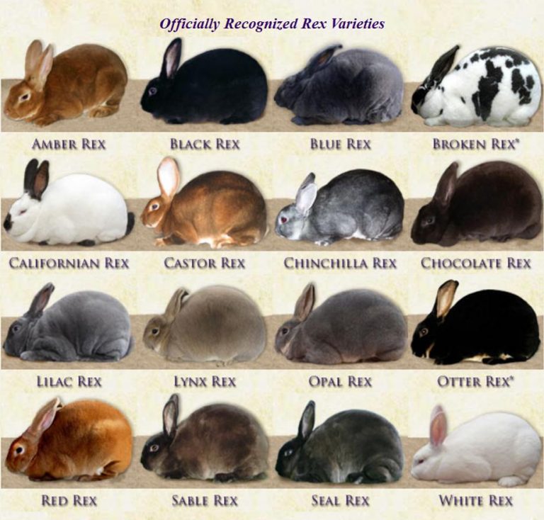 31-jenis-kelinci-yang-cantik-imut-dan-menggemaskan