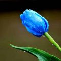 gambar bunga tulip biru