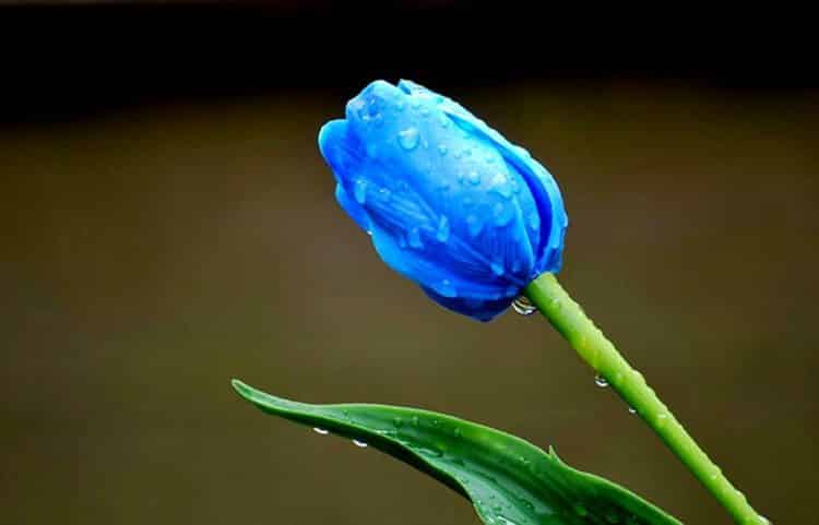 gambar bunga tulip biru